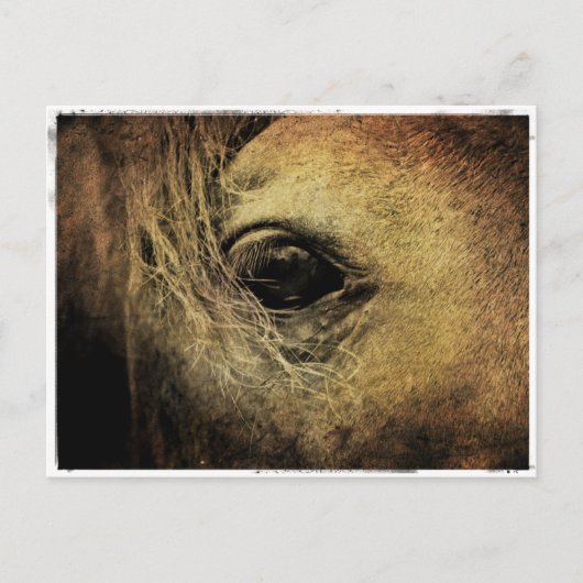 Black Horse Eye Briefkaart (Voorkant)