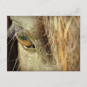 Black Horse Eye Briefkaart