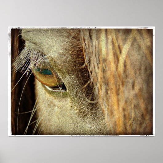 Black Horse Eye Poster (Voorkant)