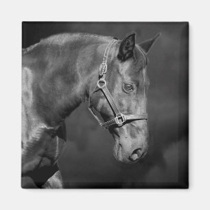 Black Horse head Magnet