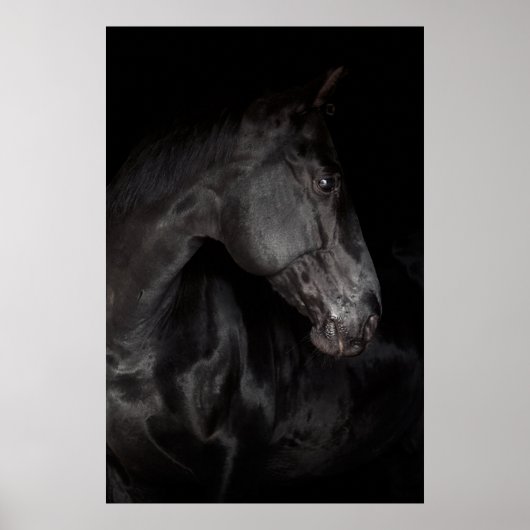Black Horse Stallion Photo Natuur Wall Poster (Voorkant)