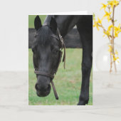 Black Horse Wenskaart Kaart (Gele Bloem)