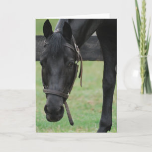 Black Horse Wenskaart Kaart
