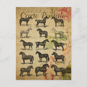  Black Horses Franse Carte Postale Briefkaart