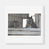 Black Horses/Ranch Magneet (Voorkant)