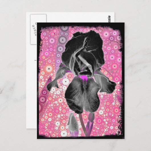 Black Iris Briefkaart (Voorkant / Achterkant)