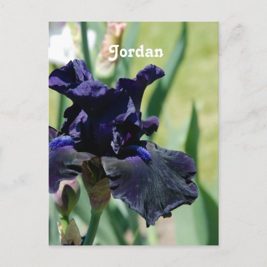 Black Iris Briefkaart (Voorkant)
