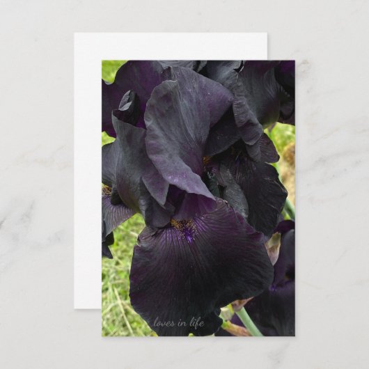 Black Iris Notitiekaartje (Voorkant / Achterkant)