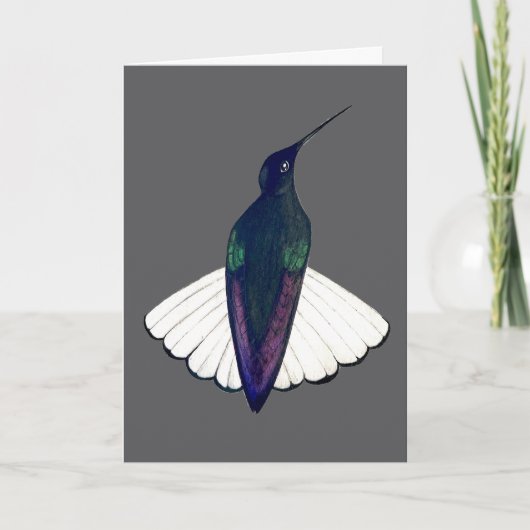 Black Jacobin Hummingbird  Kaart (Voorkant)