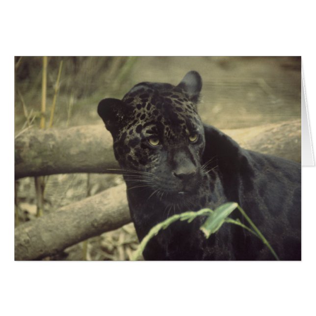 Black_jaguar art (Voorkant Horizontaal)