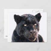 Black Jaguar Briefkaart (Voorkant / Achterkant)