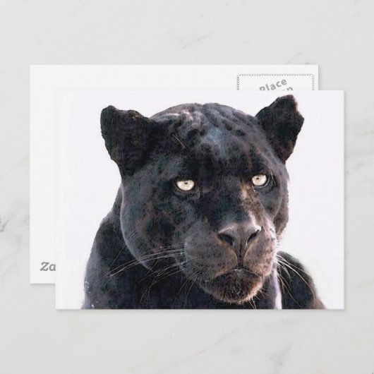 Black Jaguar Briefkaart (Voorkant / Achterkant)