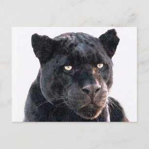 Black Jaguar Briefkaart