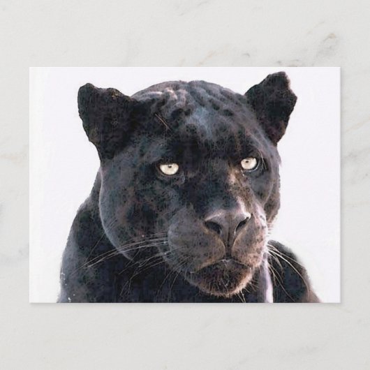 Black Jaguar Briefkaart (Voorkant)