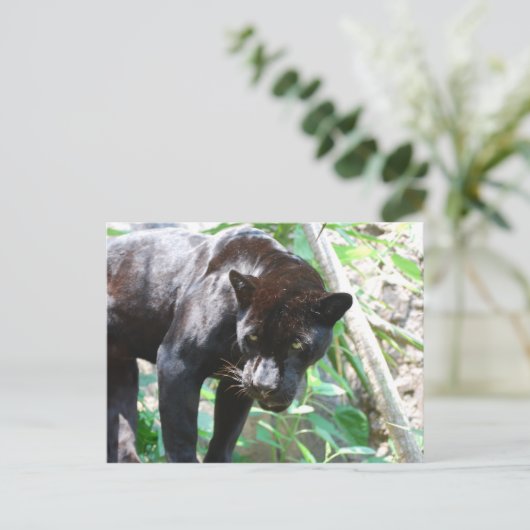 Black Jaguar Briefkaart (Staand voorkant)