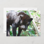 Black Jaguar Briefkaart (Voorkant / Achterkant)