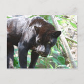 Black Jaguar Briefkaart (Voorkant)