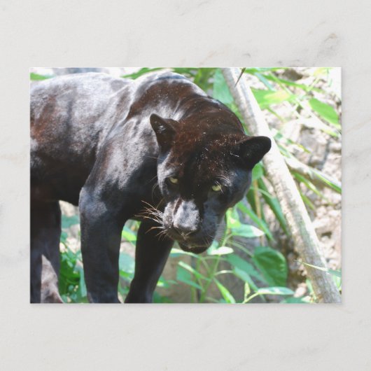 Black Jaguar Briefkaart (Voorkant)