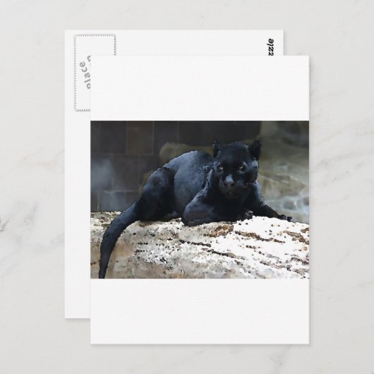 Black Jaguar Briefkaart (Voorkant / Achterkant)