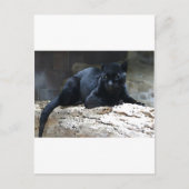 Black Jaguar Briefkaart (Voorkant)