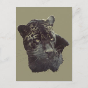 Black Jaguar Briefkaart