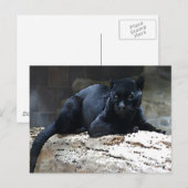 Black Jaguar Briefkaart (Voorkant / Achterkant)