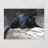 Black Jaguar Briefkaart (Voorkant)