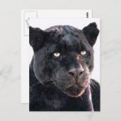 Black Jaguar Briefkaart (Voorkant / Achterkant)