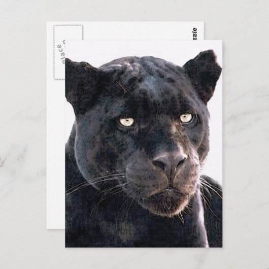 Black Jaguar Briefkaart (Voorkant / Achterkant)