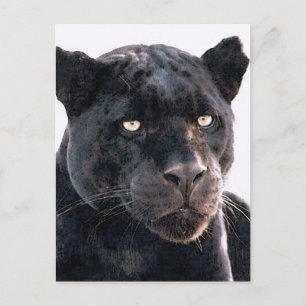 Black Jaguar Briefkaart