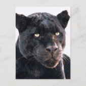 Black Jaguar Briefkaart (Voorkant)