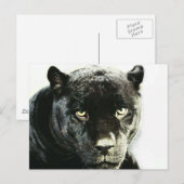 Black Jaguar Panther Briefkaart (Voorkant / Achterkant)