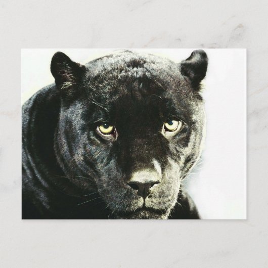 Black Jaguar Panther Briefkaart (Voorkant)