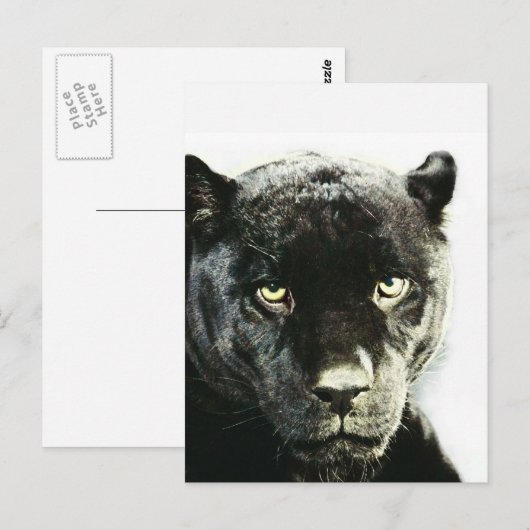 Black Jaguar Panther Briefkaart (Voorkant / Achterkant)