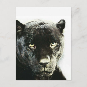 Black Jaguar Panther Briefkaart
