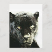 Black Jaguar Panther Briefkaart (Voorkant)