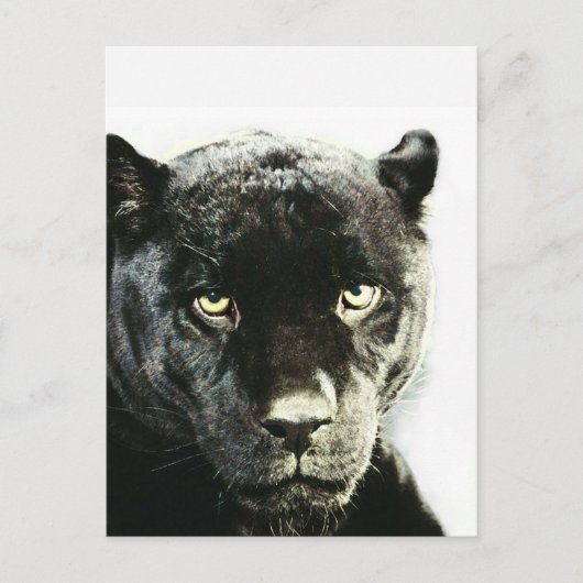 Black Jaguar Panther Briefkaart (Voorkant)