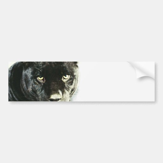 Black Jaguar Panther Bumpersticker (Voorkant)