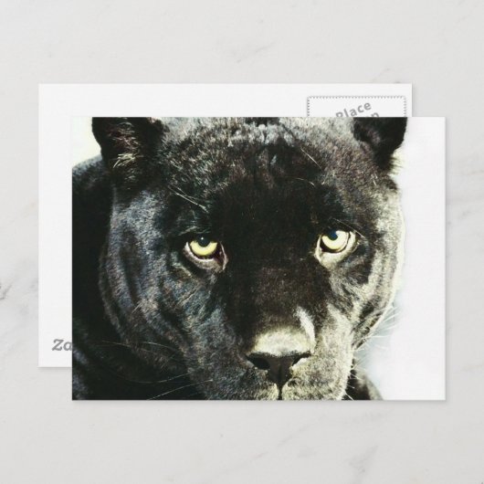 Black Jaguar Panther Eyes Briefkaart (Voorkant / Achterkant)