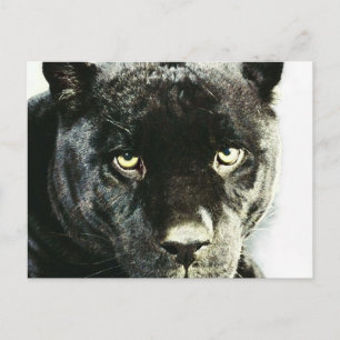 Black Jaguar Panther Eyes Briefkaart