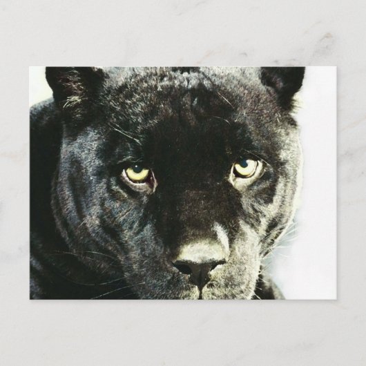 Black Jaguar Panther Eyes Briefkaart (Voorkant)