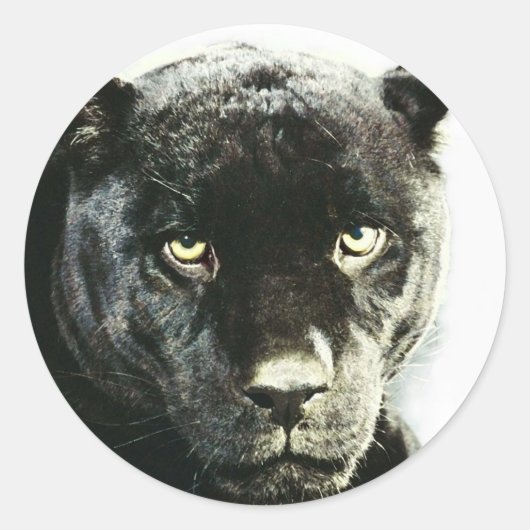 Black Jaguar Panther Ronde Sticker (Voorkant)