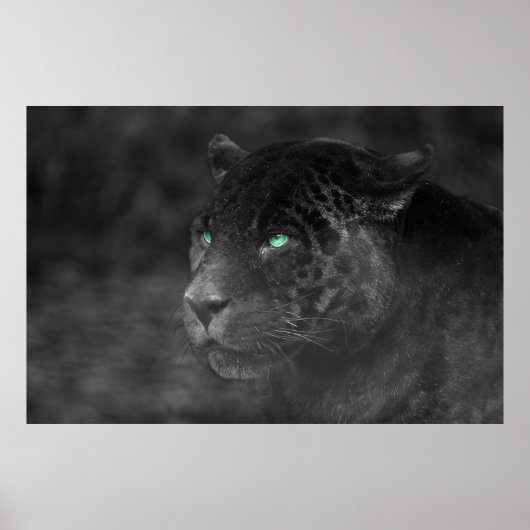 Black Jaguars Emerald Gaze Poster (Voorkant)