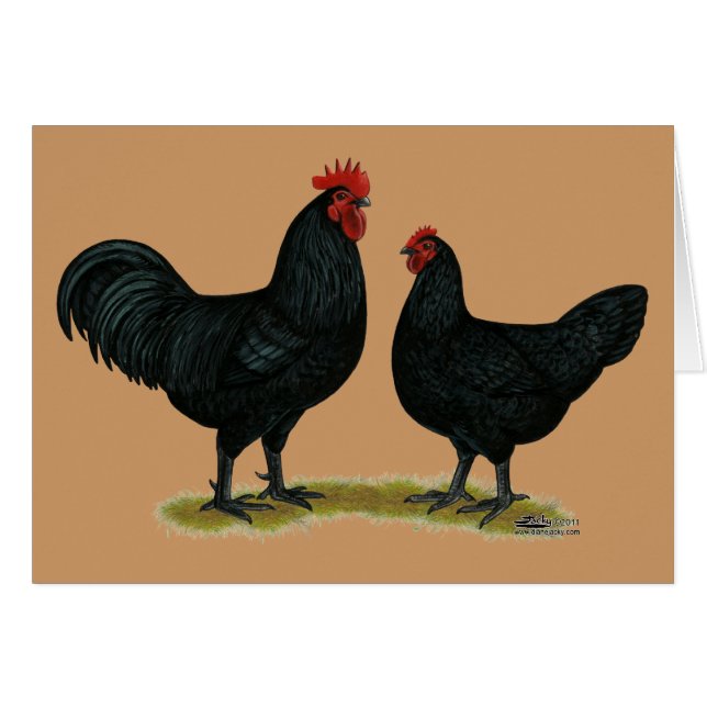 Black Java Chickens (Voorkant Horizontaal)