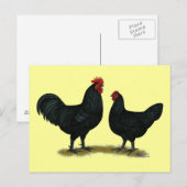 Black Java Chickens Briefkaart (Voorkant / Achterkant)