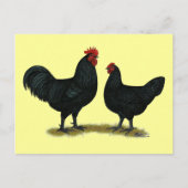 Black Java Chickens Briefkaart (Voorkant)