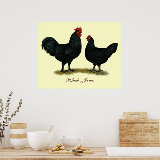 Black Java Chickens Poster (Keuken)