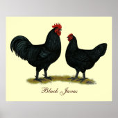 Black Java Chickens Poster (Voorkant)
