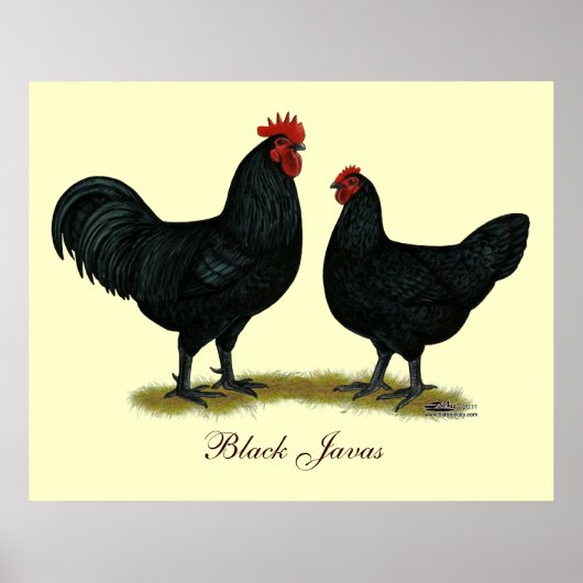 Black Java Chickens Poster (Voorkant)
