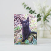 Black Kitten Briefkaart (Staand voorkant)